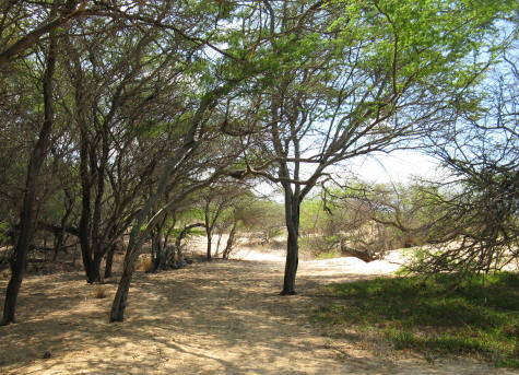 Forested Area near Big Beach on the Island of Maui