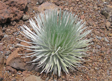 Silversword Plant at the summit of the Haleakala Volcano