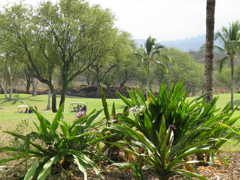 Wailea Golf Club - Maui Hawaii